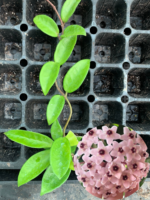 hoya carnosa pink