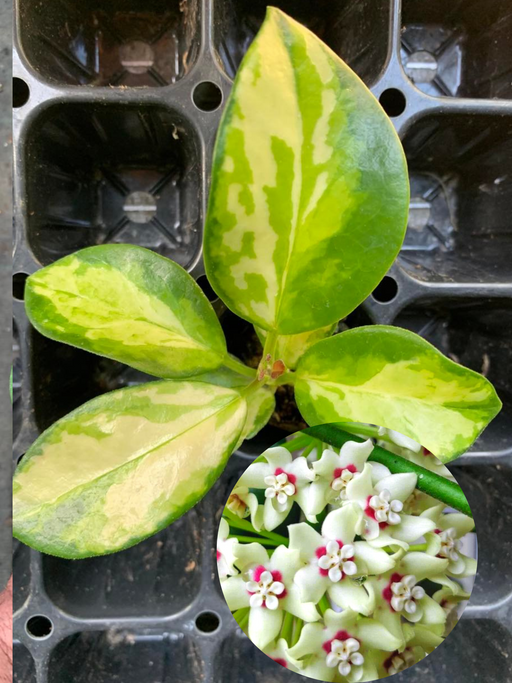 hoya australis lisa