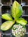 hoya australis lisa