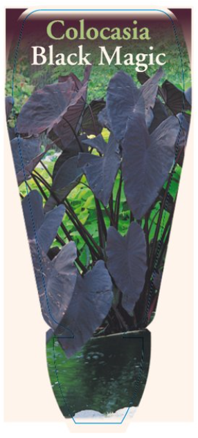 Colocasia Black Magic