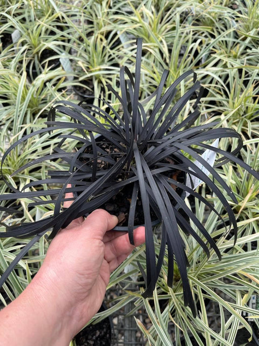 black liriope mondo grass