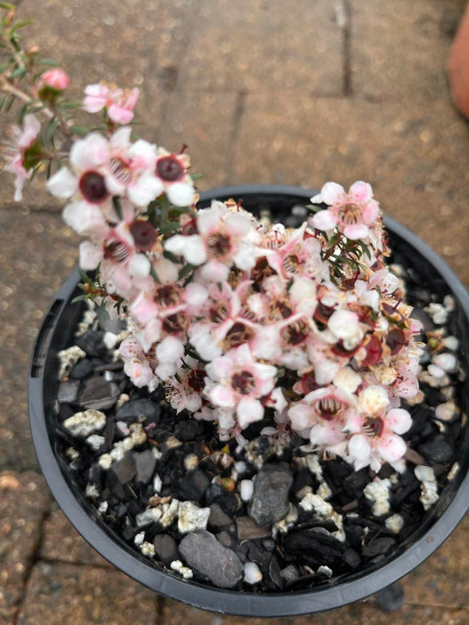 Australian Cherry Blossom Leptospermum