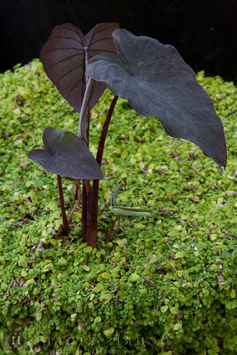 Colocasia Black Magic