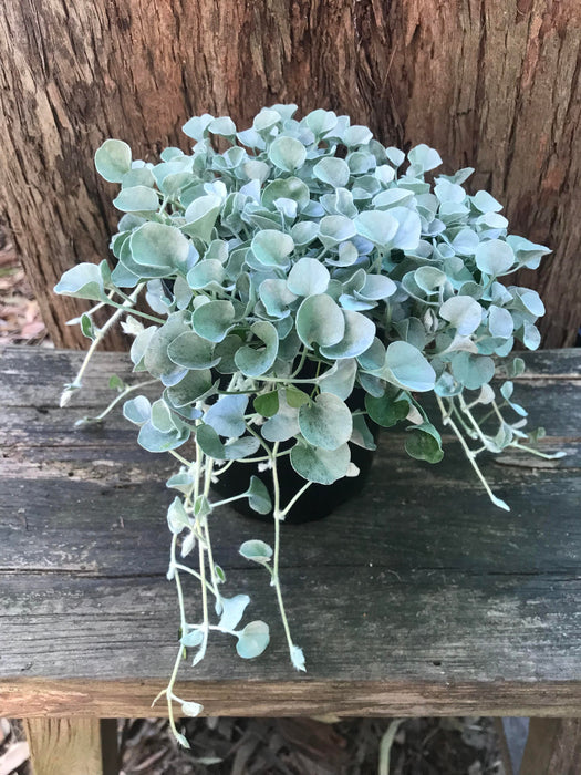 Dichondra Silver Falls