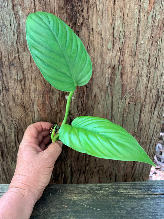 ernestii philodendron Philodendron Ernestii Starter Plant — Nursery 2 U
