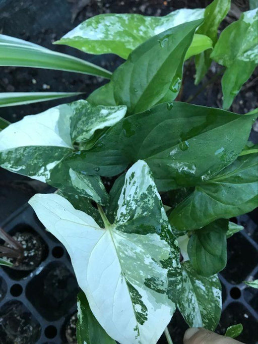 Syngonium Fantasy albo variegata