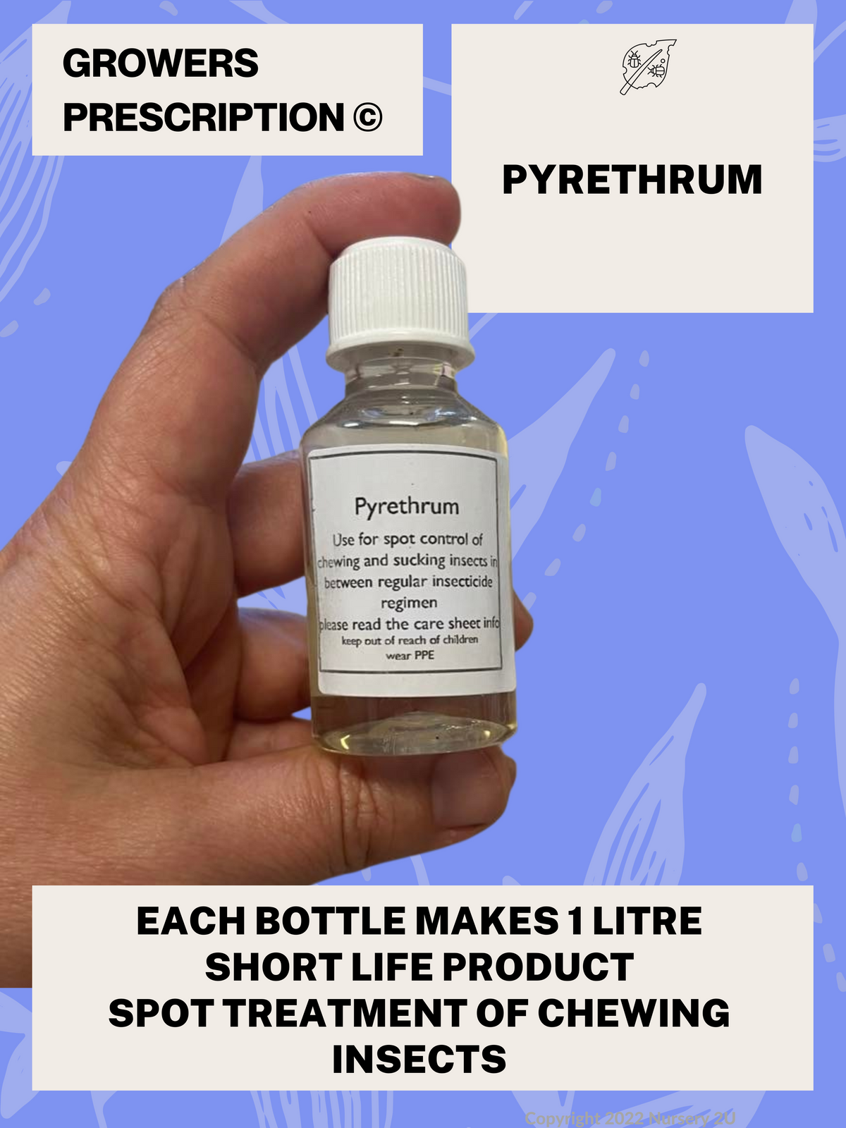 Pyrethrum — Nursery 2 U