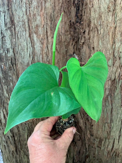 philodendron jaquinii