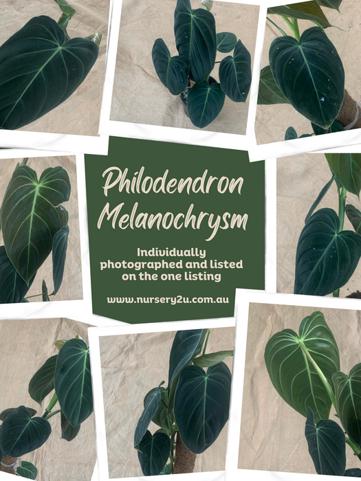 Philodendron Melanochrysum