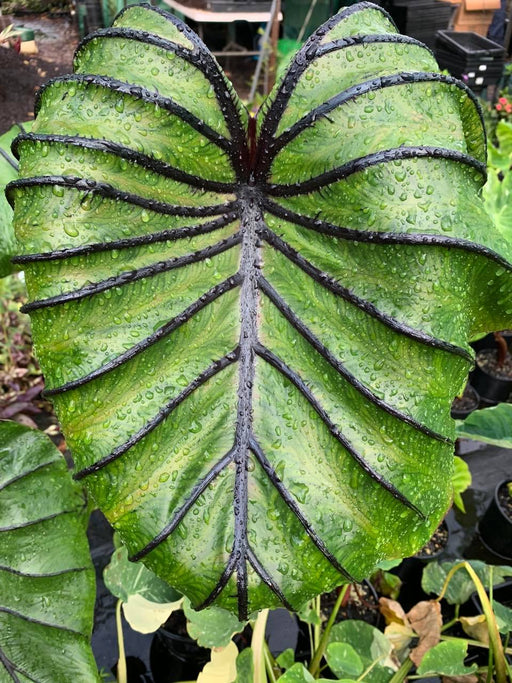 Colocasia 