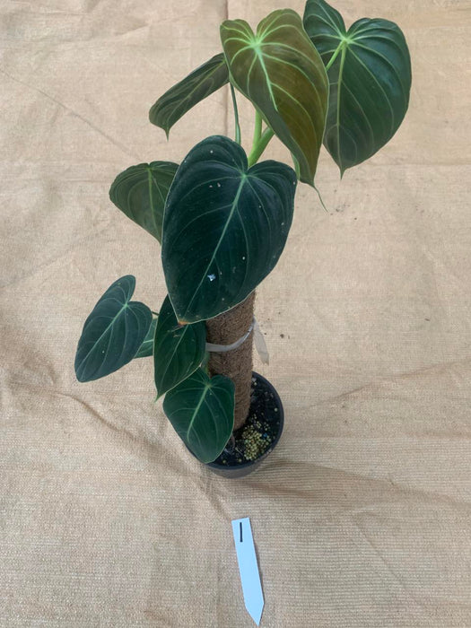 Philodendron Melanochrysum Individual Plants