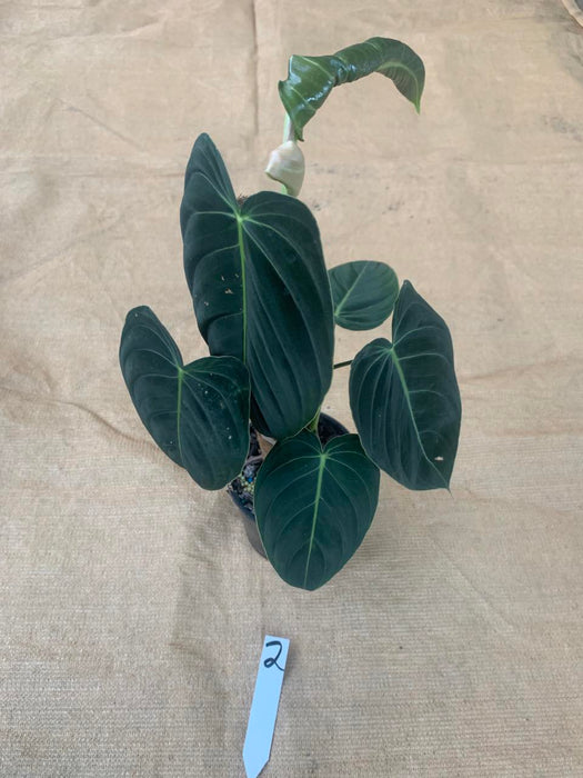 Philodendron Melanochrysum Individual Plants