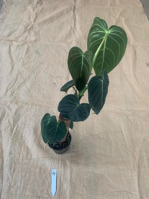 Philodendron Melanochrysum Individual Plants
