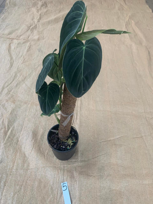 Philodendron Melanochrysum Individual Plants