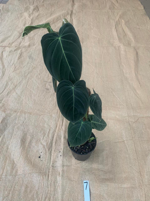 Philodendron Melanochrysum Individual Plants