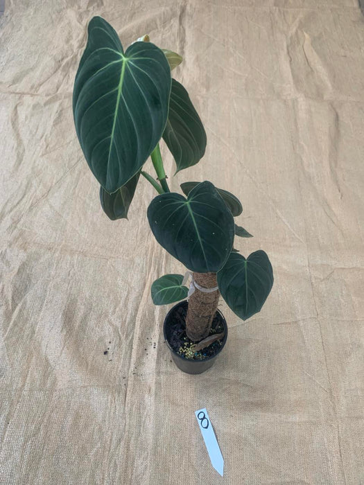 Philodendron Melanochrysum Individual Plants