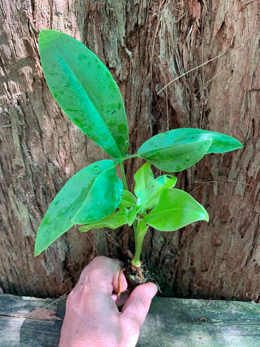 philodendron goldeii