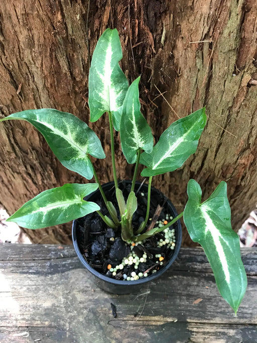 Syngonium Pixie Ribbon