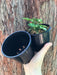 nursery pots 100mm