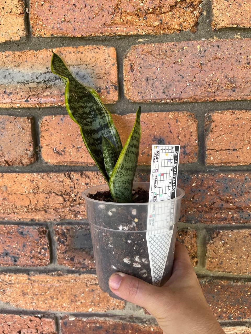 Plant Record© Plant Labels — Nursery 2 U
