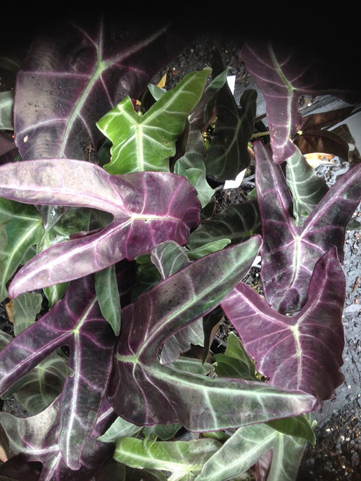 Alocasia Longilobia denudata PURPLE