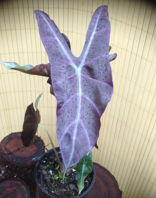 alocasia