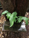 Philodendron Radiatum