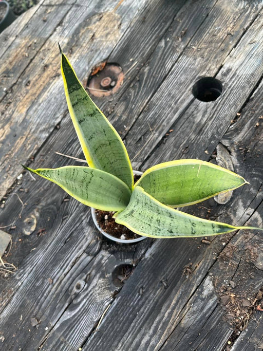 sansevieria snow