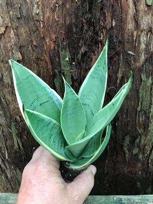 sansevieria small snow