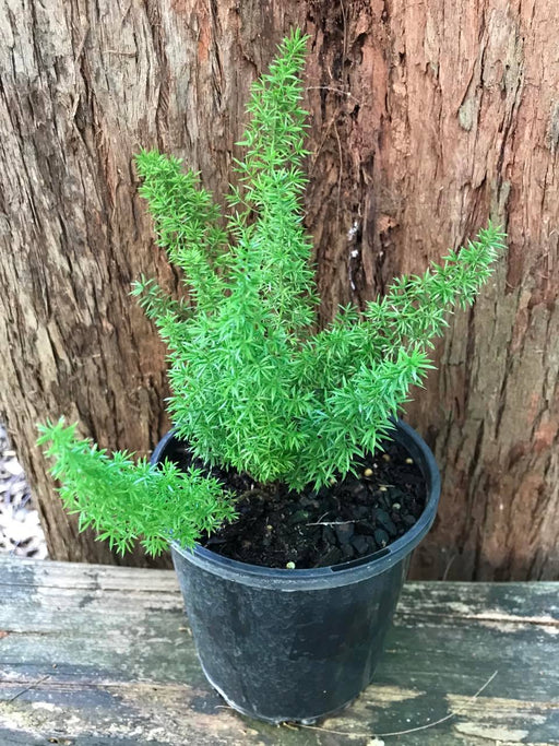 asparagus mayersi fern