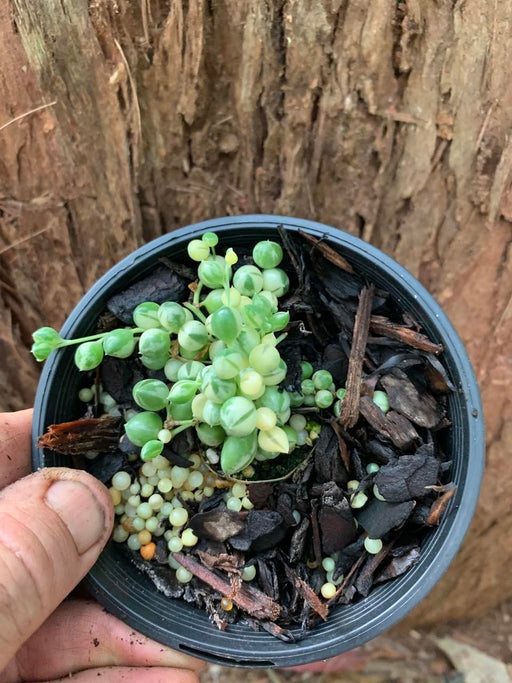 variegated string of pearls